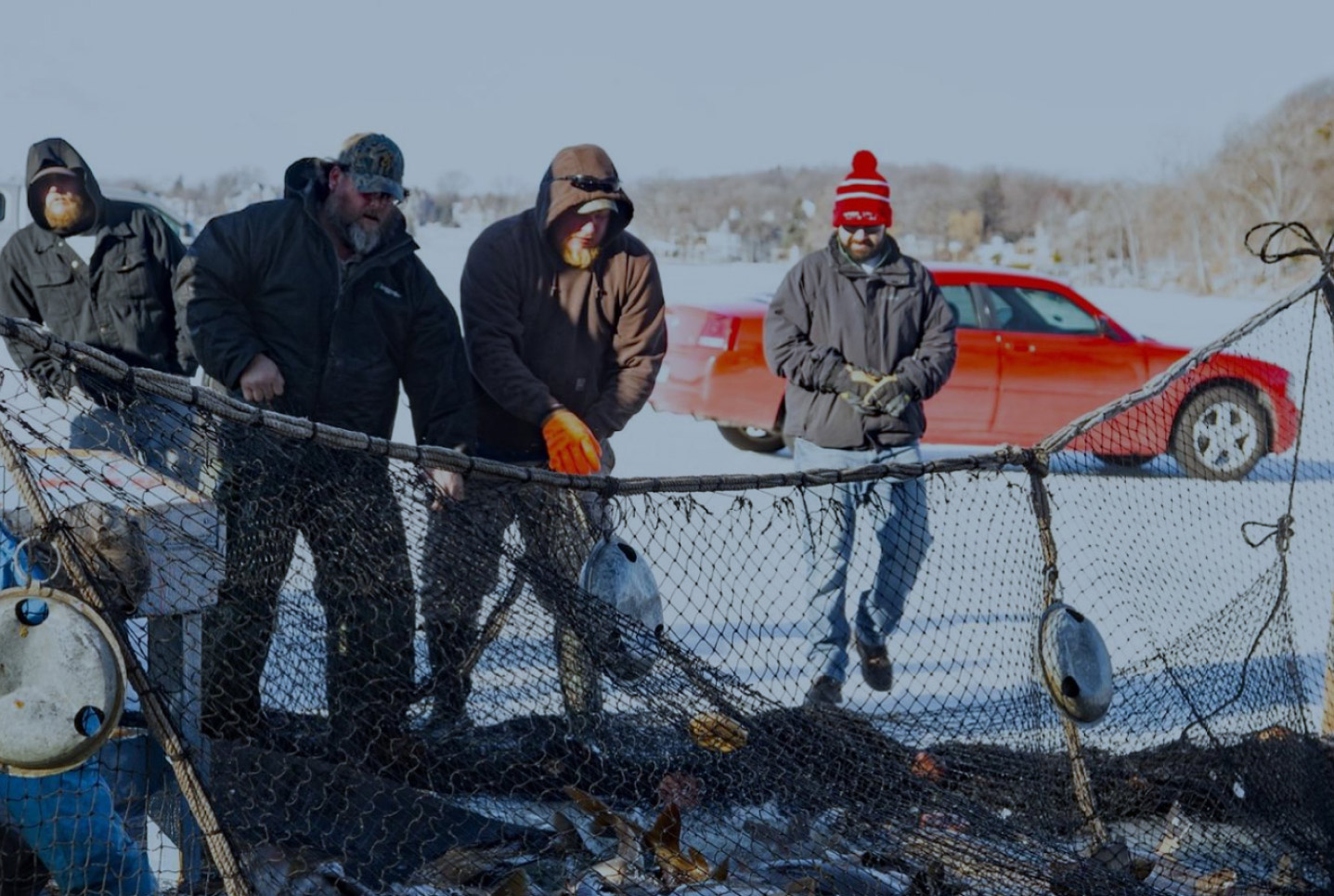 Carp management