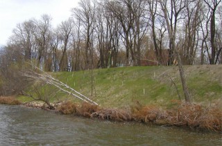 Image slide of Cedar Revetment