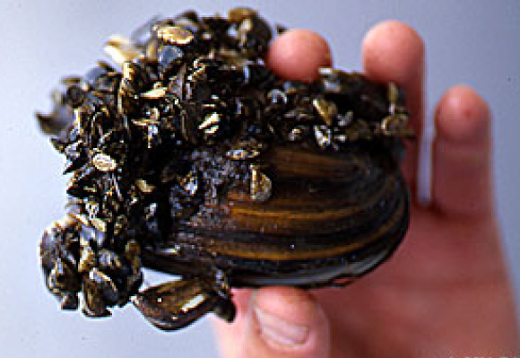 Zebra mussel
