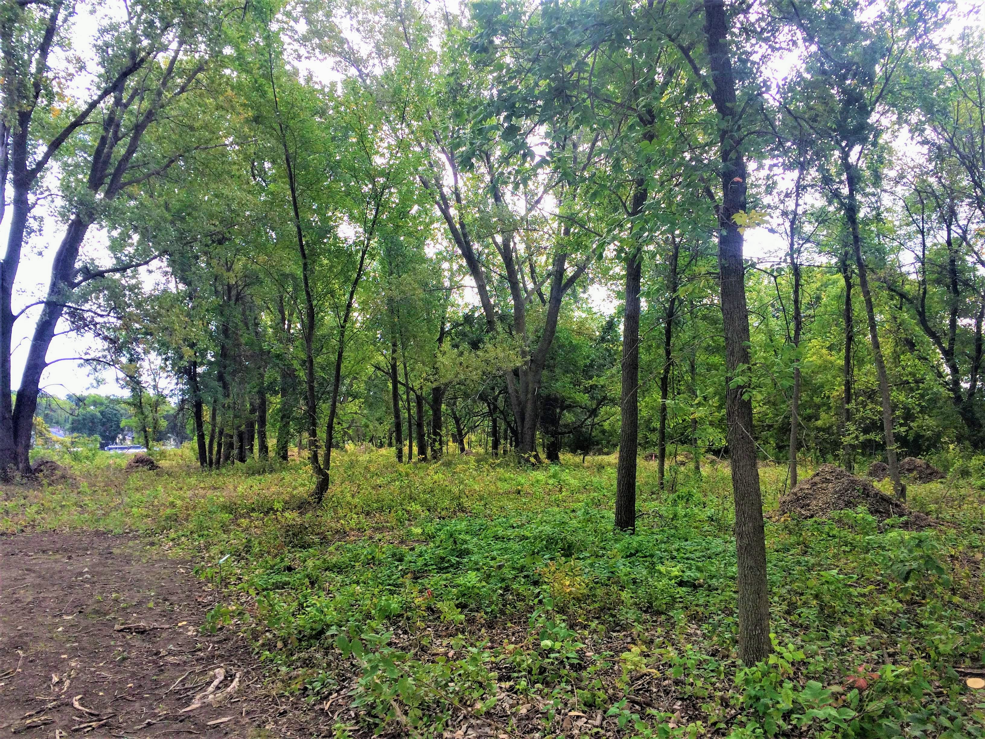 Image slide of Removing the buckthorn from the oak savanna area made a dramatic difference at the park.