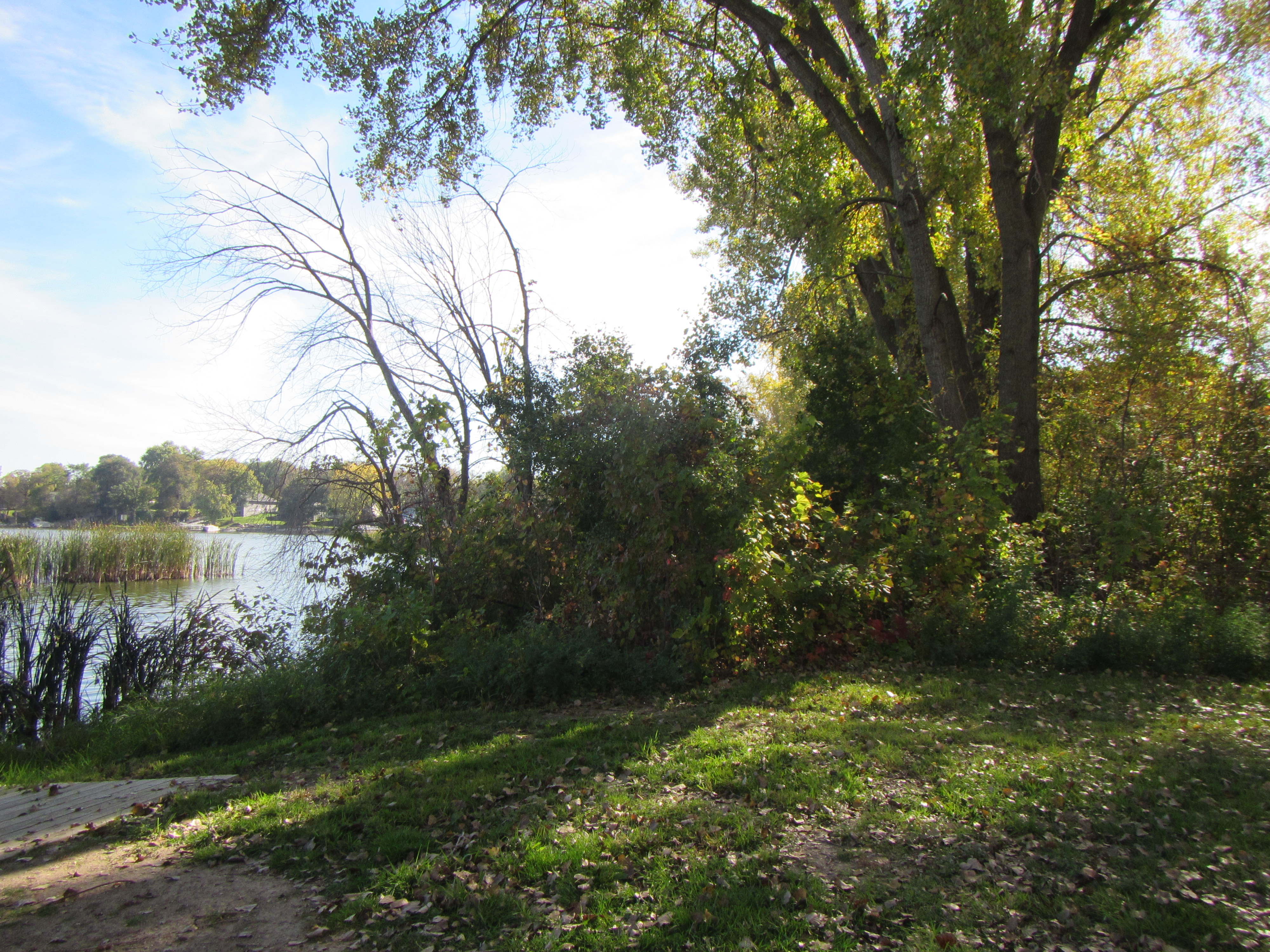 Image slide of Prior to the project, much of the park was covered with a thick wall of buckthorn.